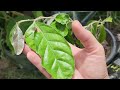 rare fruit trees new additions to my subtropical food forest foodforest subtropical rarefruit