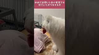 初めて訪問した母の実家でも秒でいたずらする犬#shorts