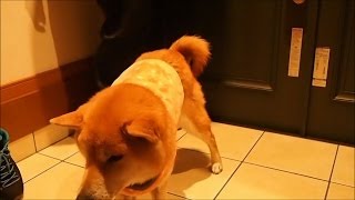 服を着ると落ち込み、脱ぐと荒ぶる柴犬クッキーさん 2 Shiba Inu Cookie falls.