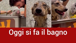 Giornata SPA per Pumba e Liupa - Angolo Di Paradiso Family Instagram Stories 3/11/22