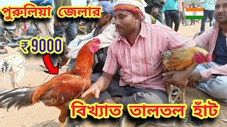 তালতল হাঁট পুরুলিয়া | aseel murga market | taltol haat | Purulia taltol haat | @SujitDas-147