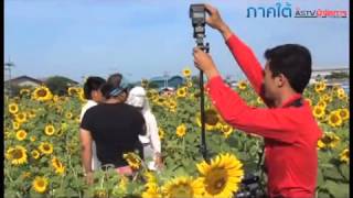 ทุ่งทานตะวันกลางเมืองสงขลาสุดฮิตคู่บ่าวสาวถ่ายรูปแต่งงาน