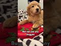 you need a hug 🥰 funny puppy dog dogsofyoutube cute shorts retriever comedy hugs goldenretriever