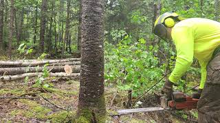 Husqvarna 550XP Mark II Felling Fir