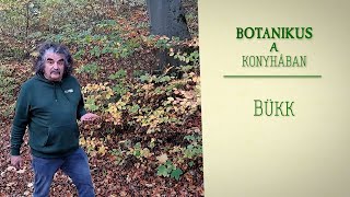 Botanikus a konyhában - 179. A bükk