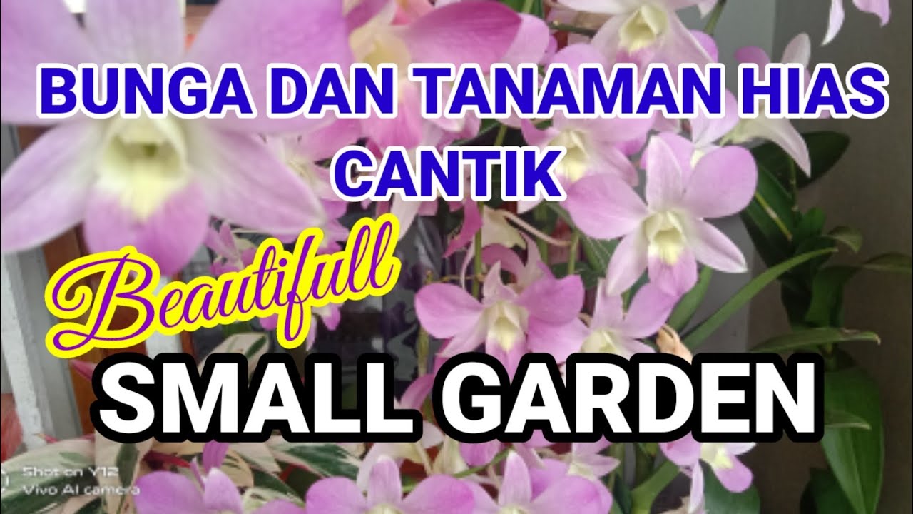 Bunga Dan Tanaman Hias Terpopuler//Beautifull Small Garden - YouTube