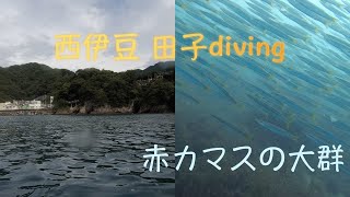 カマスの大群と潜る！西伊豆ダイビング 田子 白崎の赤カマスその2