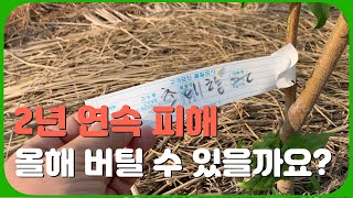 영농일상 | 올해도 심각한 피해 |  동해, 냉해 |