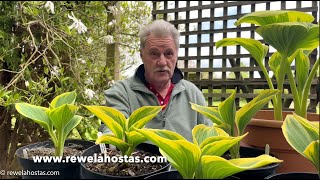 Rewela Hostas take a closer look at Hosta Liberty