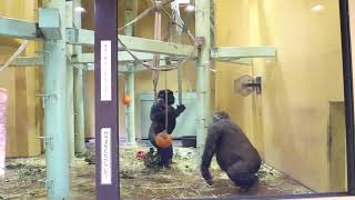 お母さんゴリラのゲンキ「コラ！」長男ゲンタロウのドラミング。スローモーション。【京都市動物園】