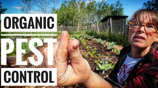 They Could Destroy My Garden | Managing Pest Organically