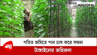 পতিত জমিতে পান চাষ করে সফল টাঙ্গাইলের জহিরুল | Betel leaf | Protidiner Bangladesh