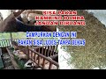 Pakan hijauan sisa? Pakai cara ini pakan hijauan ludes tanpa sisa, kambing domba pun rakus memakanya