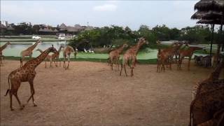 Graceful Giraffes