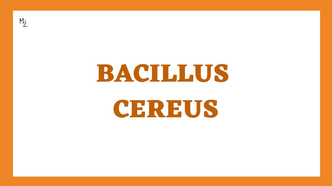 Bacillus Cereus | Fried Rice Syndrome Or Food Poisoning (Morphology ...