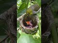 看似平静的鸟窝里，实则已经发生一起凶险事件 fortheloveofworms nature birdsofafeatherflocktogether