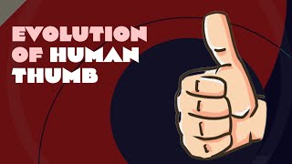 How the Human Thumb Gives Us Advantage Over All Other Species