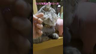 【猫】テレビを見るコタロー氏 #cat#マンチカン#猫#モフモフ