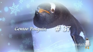 旭山動物園 ジェンツーペンギン37番-命日によせて-Gentoo Penguin # 37-For Death Anniversary