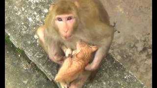 పిల్లి మరియు కోతి స్నేహం చుడండి | cat and monkey friendship