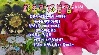 #화초랑사는집 #희순야생화 에서 데려온 #녹아도변천(동백) #현석농원 에서 데려온 #겹크리스마스로즈 이사해주면서 #녹소토와적옥토 에 대해 알아보기로 해요