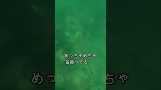 【魚突き】ヒラマサの首振る様子がわかる動画 Spearfishing #shorts