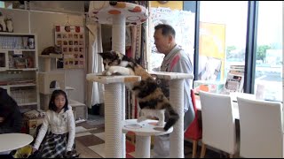 CAT CAFE IN JAPAN! (VLOG)