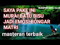 masteran murai batu pendongkrak emosi dan birahi