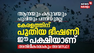 ആനയും കടുവയും പുലിയും പന്നിയുമല്ല, Keralaത്തിന് പുതിയ ഭീഷണി ഈ പക്ഷിയാണ്; അതിഭീകരമാകും അവസ്ഥ! N18V