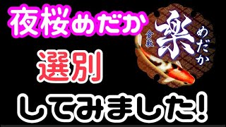 夜桜メダカの選別をしてみました【楽めだか】素人が選別するとこうなります😆