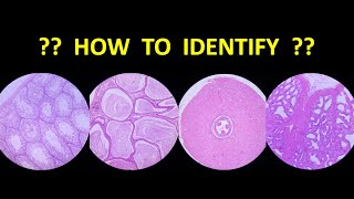 Identification of Systemic Histology Slides - Part III