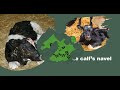 calf management​ part 1 ការគ្រប់គ្រងកូនគោ វគ្គ ១