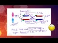 different clinical trial design parallel trial vs cross over trial