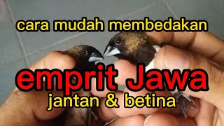 Cara membedakan jenis kelamin emprit jawa/bondol jawa