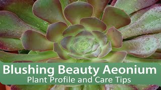 Blushing Beauty Aeonium: Plant Profile and Care Tips