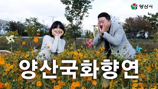 양산국화향연 다녀왔습니다! | 양산국화축제 | 황산공원 | 양산축제