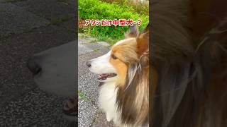 今さらながら…我が身のデカさを知る犬#shorts