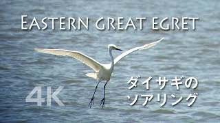 野鳥撮影・ ダイサギのソアリング