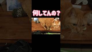 【冷や汗】茶トラ猫がテーブルの端を歩いていると…。#shorts #cat #funny