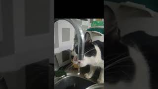 😂അപ്പൂട്ടന് ഇത്രേം വെള്ളം മതി അമ്മച്ചി 😂 #cat#hot#water#drinking #pipe#funnyvideo#entertainment#