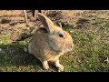 bunny standing up in front of me