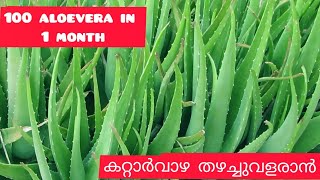 കറ്റാർവാഴ തഴച്ചു വളരാൻ|How to grow a lot of ALOEVERA in 1 MONTH