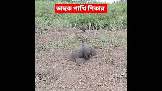 ডাহুক পাখি শিকার | ডাহুক ধরার ফাঁদ | Bird Trap | Bird Hunter | Bird Home Channel