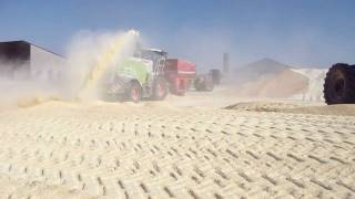 Grinding High Moisture Corn CLAAS 2009