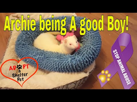 Archie the Ferret - Being a Good boy! Archie the Ferret - Being a Good boy!