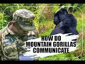 Unforgettable gorilla adventure| mountain gorilla communication - 3 days Rwanda gorilla safari