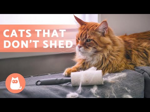 Do short hair cats shed less?
