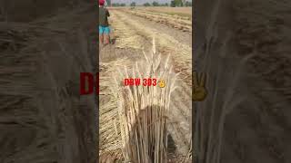 DBW 303 harvesting, bumper crop