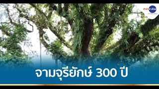 จามจุรียักษ์อายุเกือบ 300 ปี อันซีนนครพนม