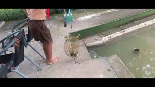 dapat ikan kah mancing disini